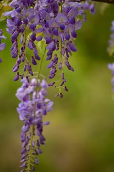 Delicate lavendar petals of purple wisteria blooms hanging from from above against a blurred green background. Flowering wisteria vine closeup in candid nature shot in natural settings. Beautiful spring photo. Vertical orientation and ample copy space.