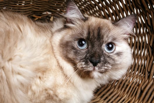 beautiful gray cat with blue eyes  in a wooden basket