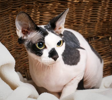 Close up Sphynx Cat Inside a Wooden Basket Looking Up.