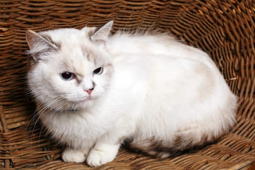 Cute White Cat sitaing  in the wicker basket basket