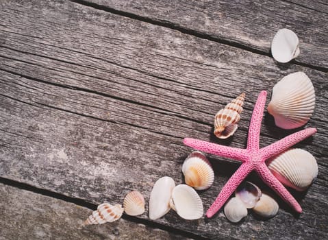 Sea shells collection on old wooden background. space for text