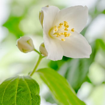 Blooming jasmine bush, close up. Nature background