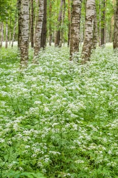 Blossoming yarrow in a birchwood, June. Nature background
