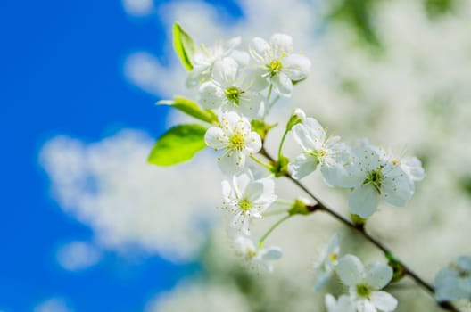 Blossoming branch of a cherry, close up. Note