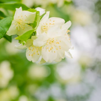Blooming jasmine bush, close up. Nature background