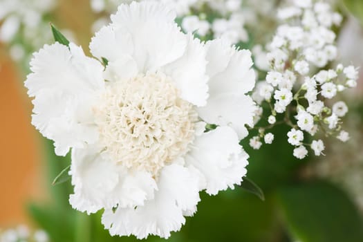 Close-up of a 3 centimetre white flower in July on a shrub in South Tyrol.