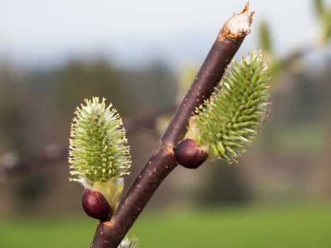 Close-up of two willow kittens on a branch against a fuzzy natural background
