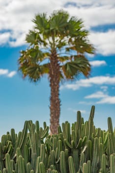 Lanzarote palm sands and cacti overlooking the Atlantic Ocean,fruits of the south - detailed view of a palm tree overlooking the Atlantic Ocean with blue sky and sun,