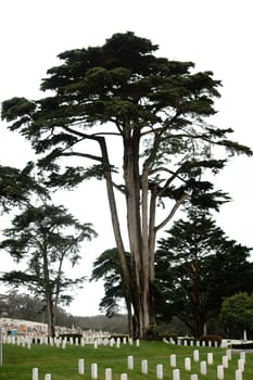 San Fransisco,United States - December 21,2015: The U.S. National Cemetery in San Fransisco with graves of fallen soldiers under a tree on December 21,2015 in San Fransisco.