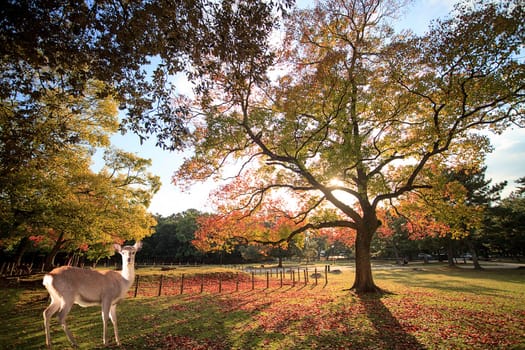 The beatiful Nara season with nice colorful maple in the background