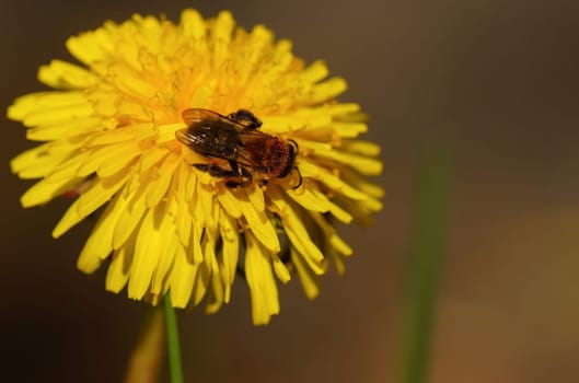 Bee on a Loewenzahnbluete