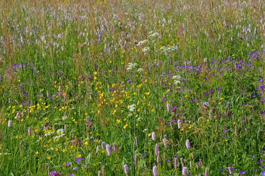 Mountain meadows in spring - spring flower meadows in mountains in many colours