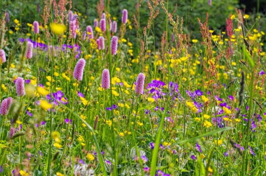 Mountain meadows in spring - spring flower meadows in mountains in many colours