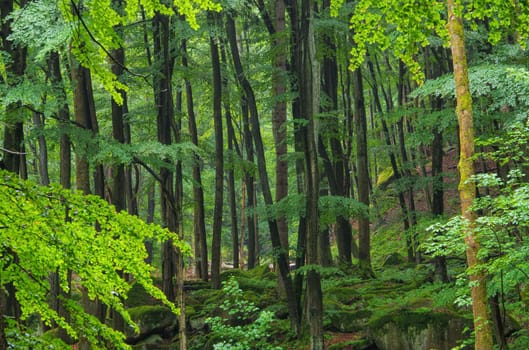 Beech forest in the Harz in the fog - beech forest in Harz Mountains in fog