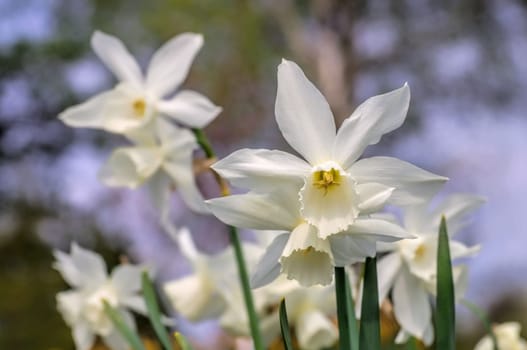 Angel tears narcissus narcissus Thalia - Narcissus Thalia,a variety of the wild Narcissus triandrus