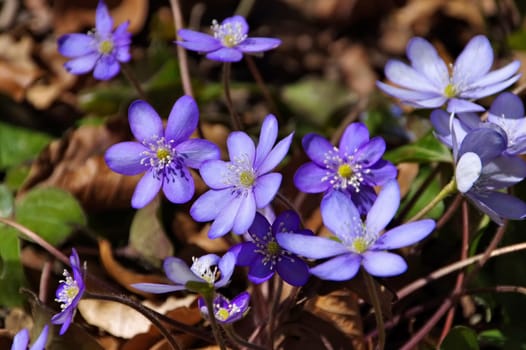 Liver bluemchen in spring - blue Hepatica nobilis flower blooming in spring