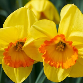 narcissists in the garden