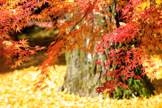 The maple season at fall with nice background color