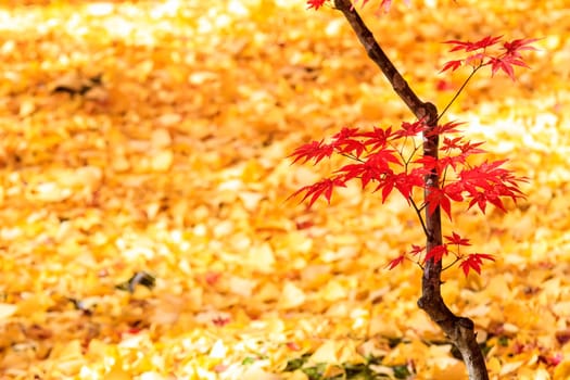 The maple season at fall with nice background color