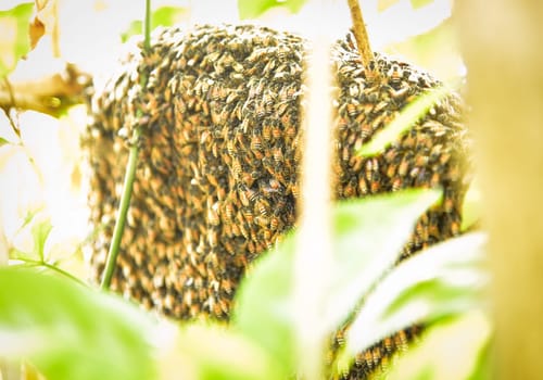 Bees and honey