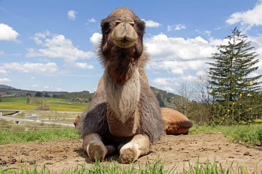 A lying female dromedary (single-tailed camel) in Bavaria (Allgäu)