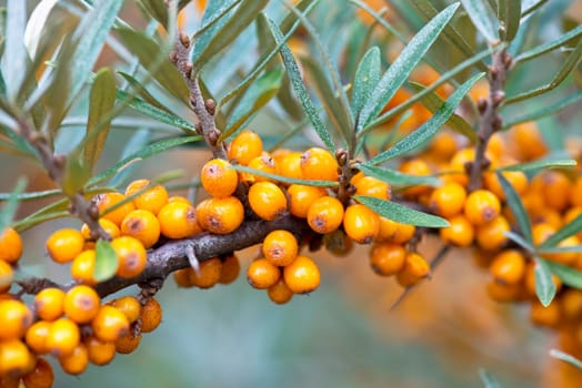 Sea buckthorn berries on the shrub