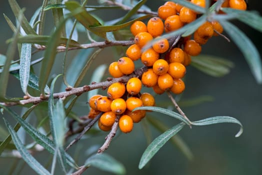 Sea buckthorn berries on the shrub