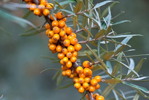 Sea buckthorn berries on the shrub