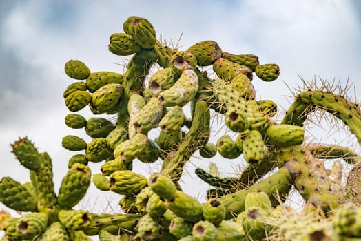 green cacti and a windmill in the background on Lanrarote in cloudy skies