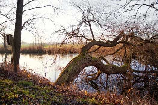 Evening atmosphere at a tree break - storm damage to a tree on the shore of a lake