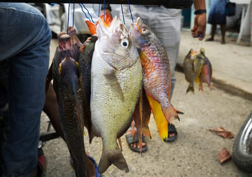 Fresh tropical coral fish caught by spearfishing