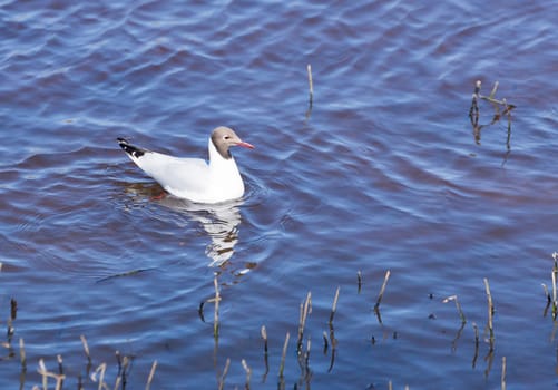 Black-Headed Hull in water.