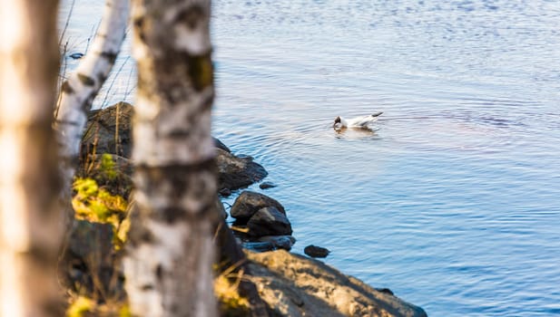 Black-Headed Gull in River eating by the shore.