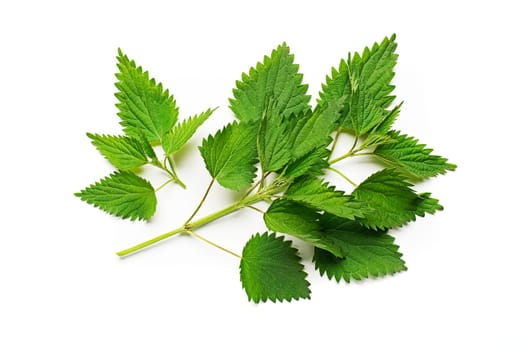 Nettle fresh green leaves on a white background.