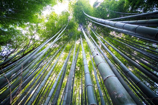 The Beautiful Bamboo forest in Arashiyama at Kyoto - Bright Processing style pictures