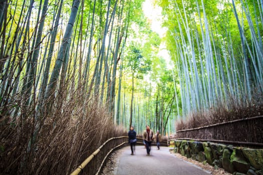 The Beautiful Bamboo forest in Arashiyama at Kyoto - Bright Processing style pictures