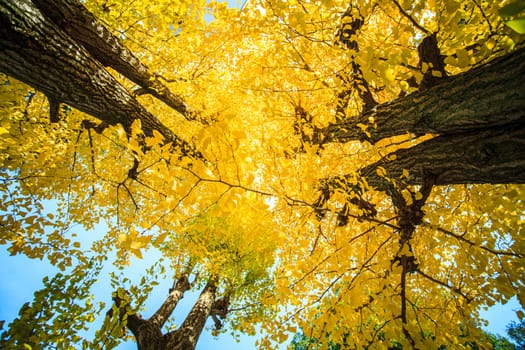 The beautiful ginkgo tree with nice background color