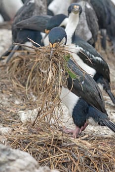 King Cormorant Building its Nest in Tierra del Fuego in Chile