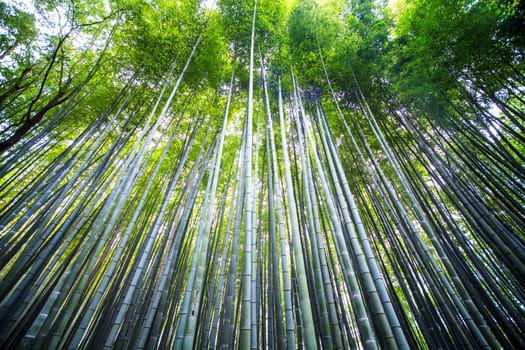 The Beautiful Bamboo forest in Arashiyama at Kyoto - Bright Processing style pictures