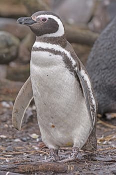 Magellanic Penguin on a Remote Nesting Island in Tierra del Fuego in Chile
