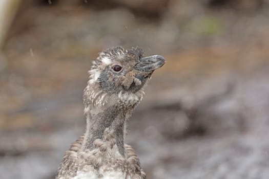 Head of a Molting Baby Penguin in the Rain in Tierra del Fuego in Chile