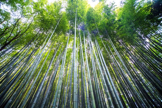 The Beautiful Bamboo forest in Arashiyama at Kyoto - Bright Processing style pictures