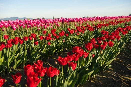 There is vibrant color here in the Tulip Fields