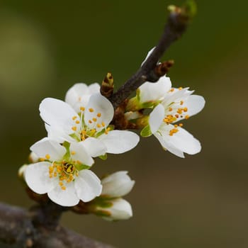 apple blossom on lake