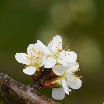 apple blossom on lake