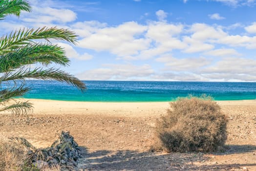 green palm tree at Playa de Papagayo beach in Lanzarote