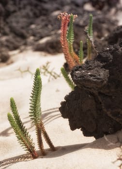 Plants and lava in harmony on the beach of Lanzarote