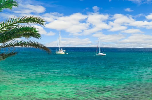 green palm tree at Playa de Papagayo beach in Lanzarote