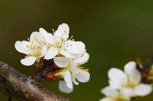 apple blossom on lake