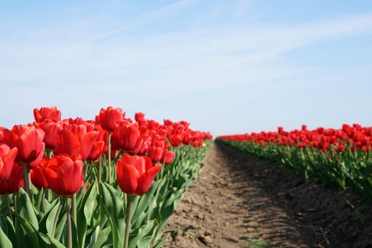 Tulips in a field in spring